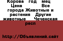 Корова 1 год 4 мец › Цена ­ 27 000 - Все города Животные и растения » Другие животные   . Чеченская респ.